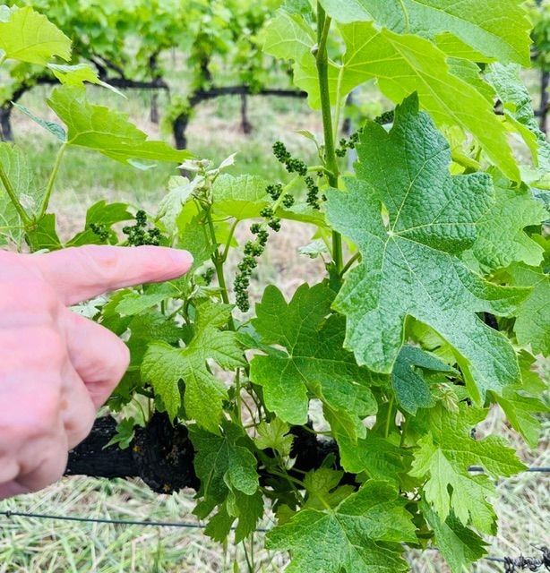 Bologna vineyard grapes